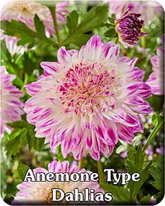 Anemone Type Dahlia